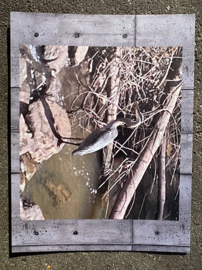 Postcard, Great blue heron