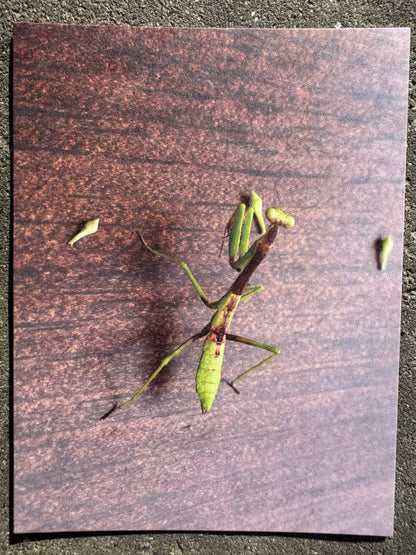 Postcard, Praying Mantis