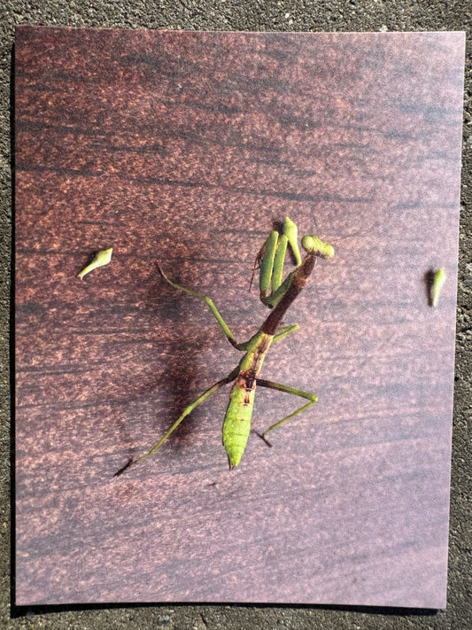 Postcard, Praying Mantis