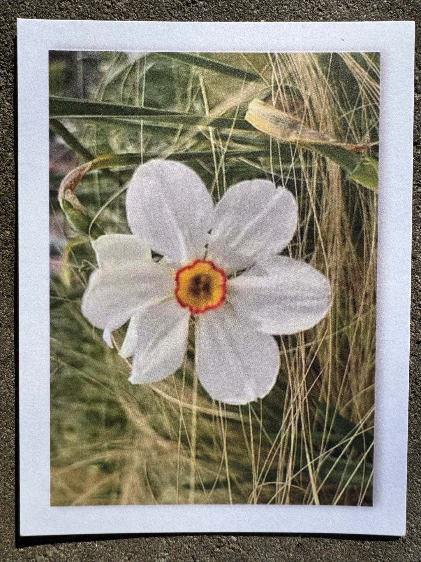 Postcard, Flower