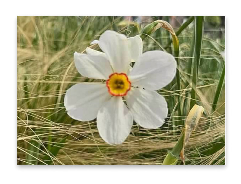 5x7 Art Print, Flower