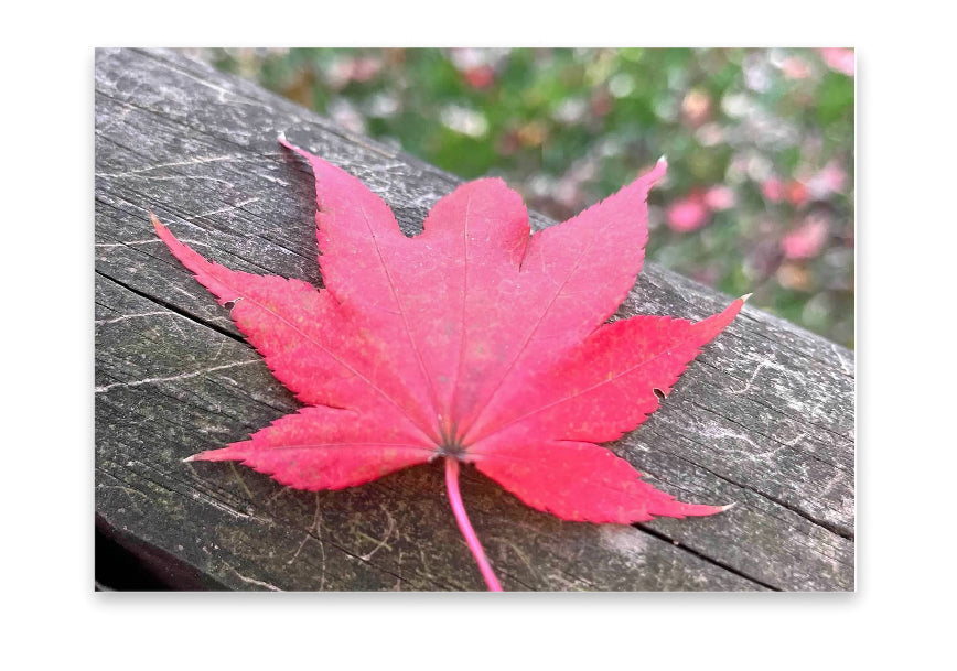5x7 Art Print, Fall