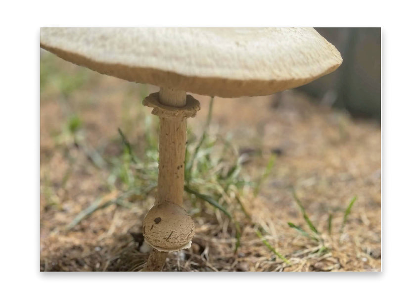 5x7 Art Print, Mushroom